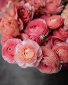 Ranunculus Italian Elegance Salmone® (XL)
