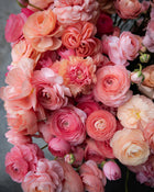 Ranunculus Italian Elegance Salmone® (XL)