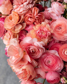 Ranunculus Italian Elegance Salmone® (XL)
