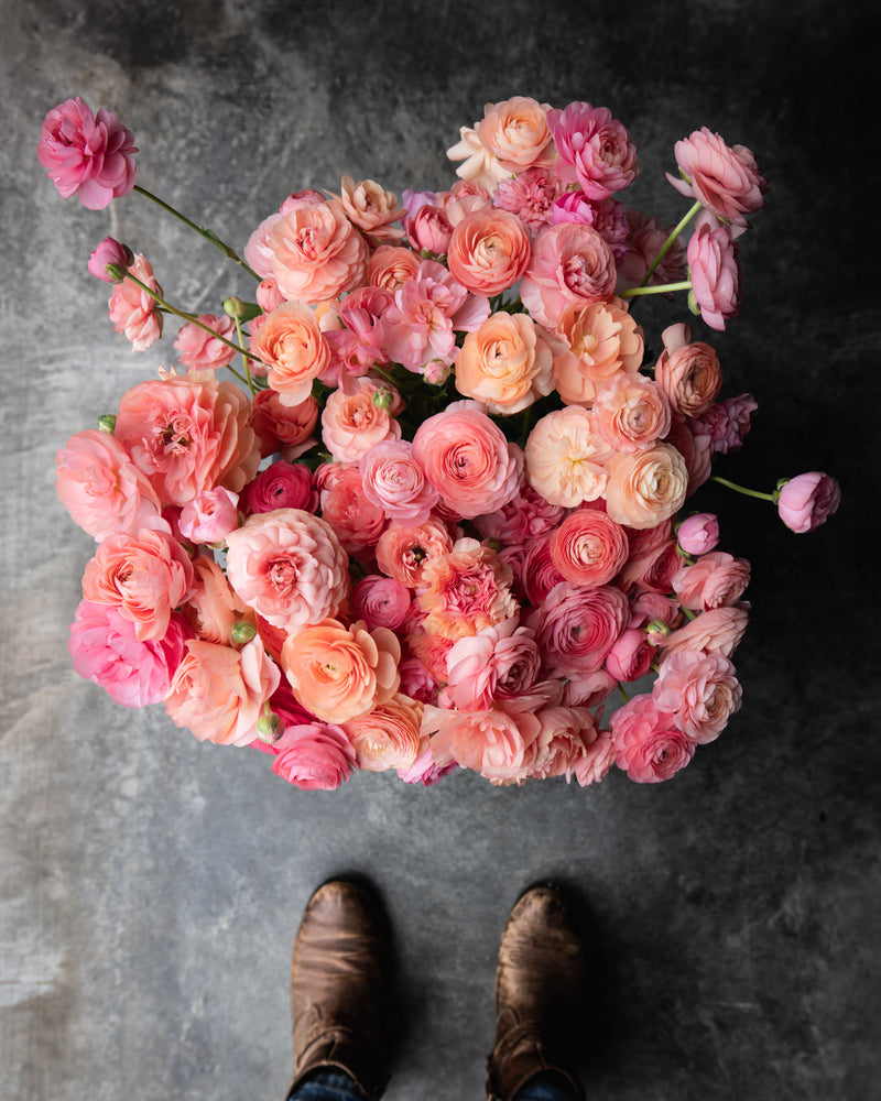 Italian Ranunculus Salmone Corms Petal Back Farm