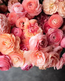 Ranunculus Italian Elegance Salmone® (XL)