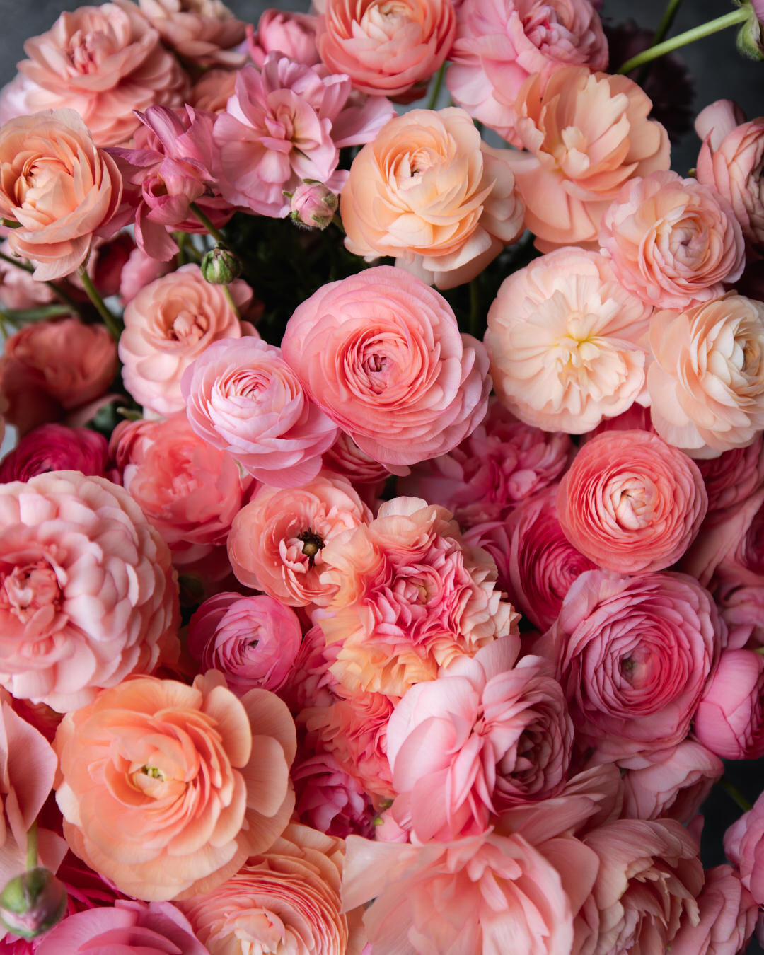 Ranunculus Italian Elegance Salmone® (XL)