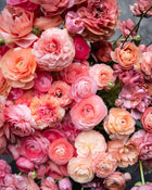 Ranunculus Italian Elegance Salmone® (XL)
