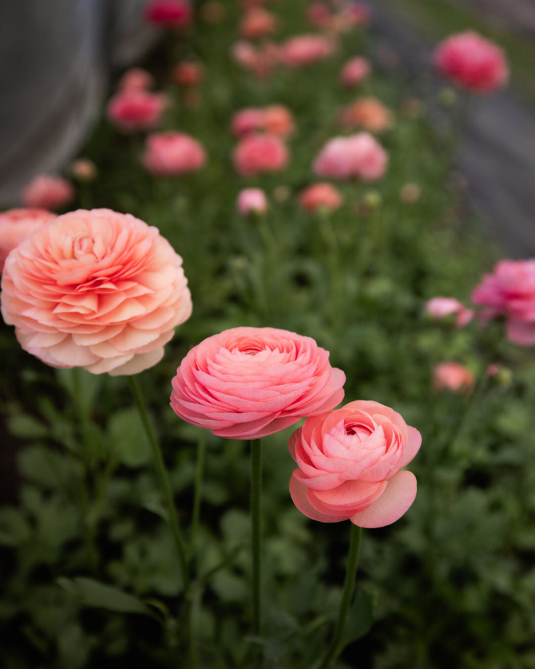Ranunculus Italian Elegance Salmone®