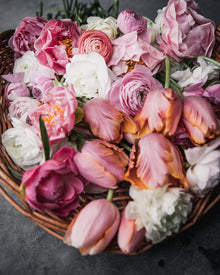 Ranunculus Italian Elegance Bianco®