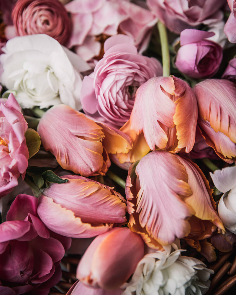 Tulip 'Amazing Parrot'