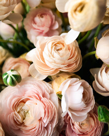 Ranunculus  Wedding Pastels Petal Large Corms Back Farm