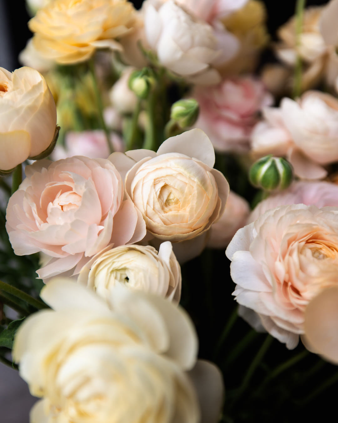 Ranunculus  Wedding Pastels Petal Large Corms Back Farm