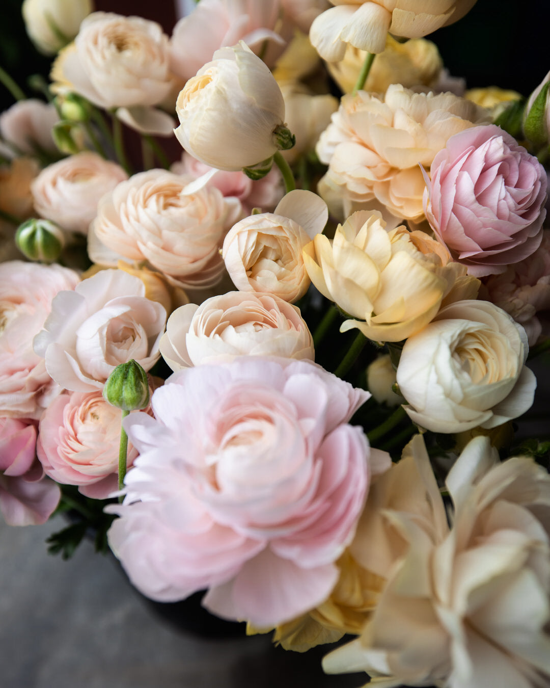 Ranunculus  Wedding Pastels Petal Large Corms Back Farm