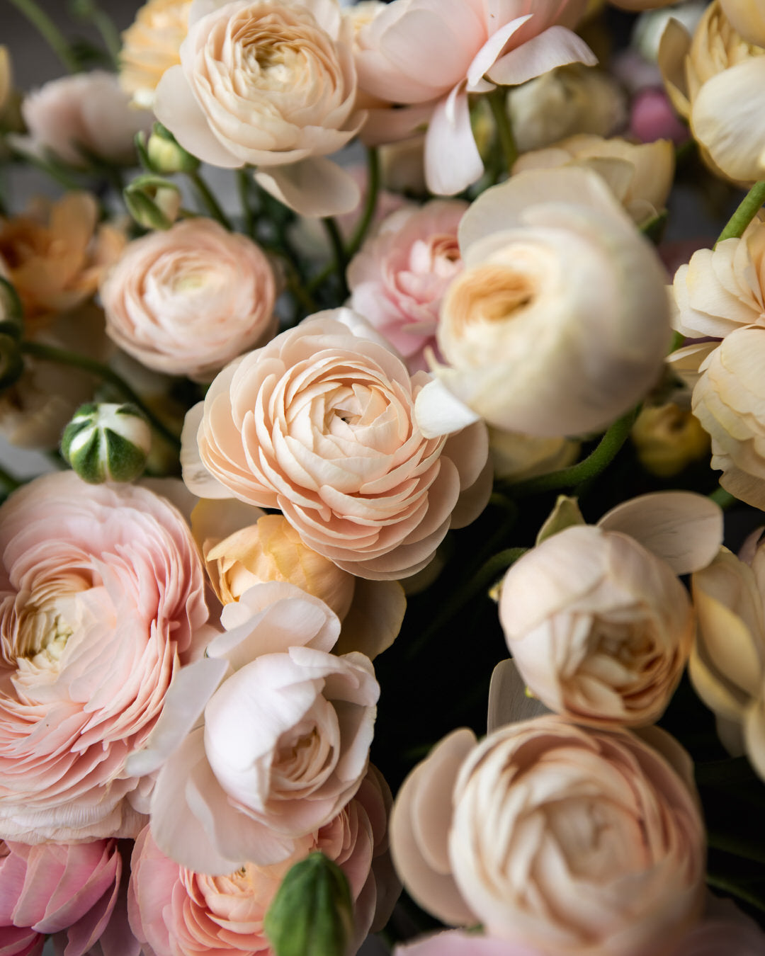 Ranunculus  Wedding Pastels Petal Large Corms Back Farm
