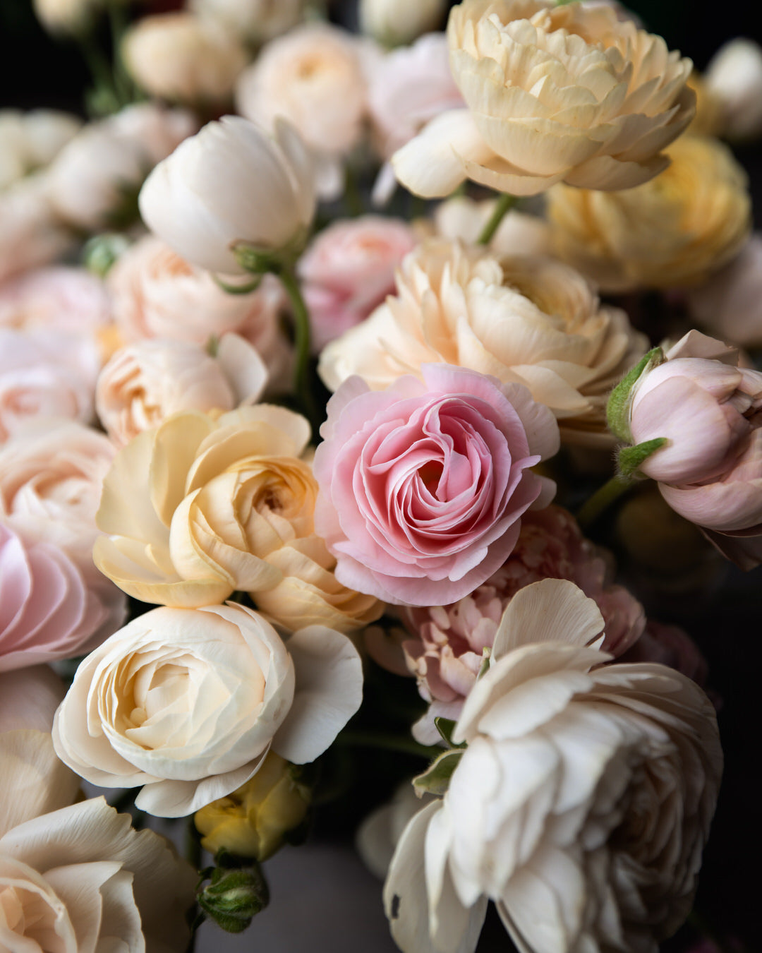 Ranunculus  Wedding Pastels Petal Large Corms Back Farm