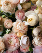Ranunculus  Wedding Pastels Petal Large Corms Back Farm