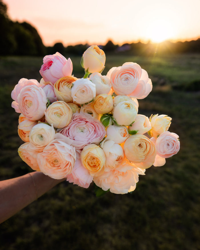 Ranunculus  Wedding Pastels Petal Large Corms Back Farm