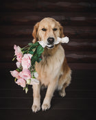 Lisianthus 'Corelli™ III Light Pink' Pelleted Seed