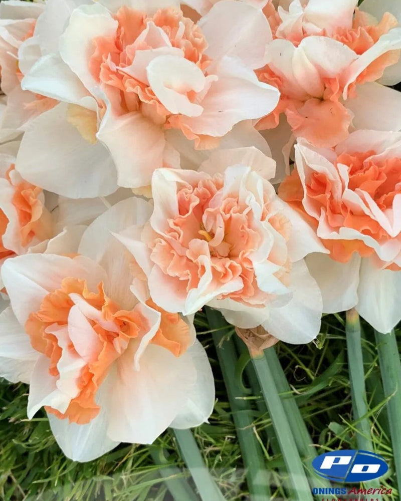 Narcissus 'Replete'