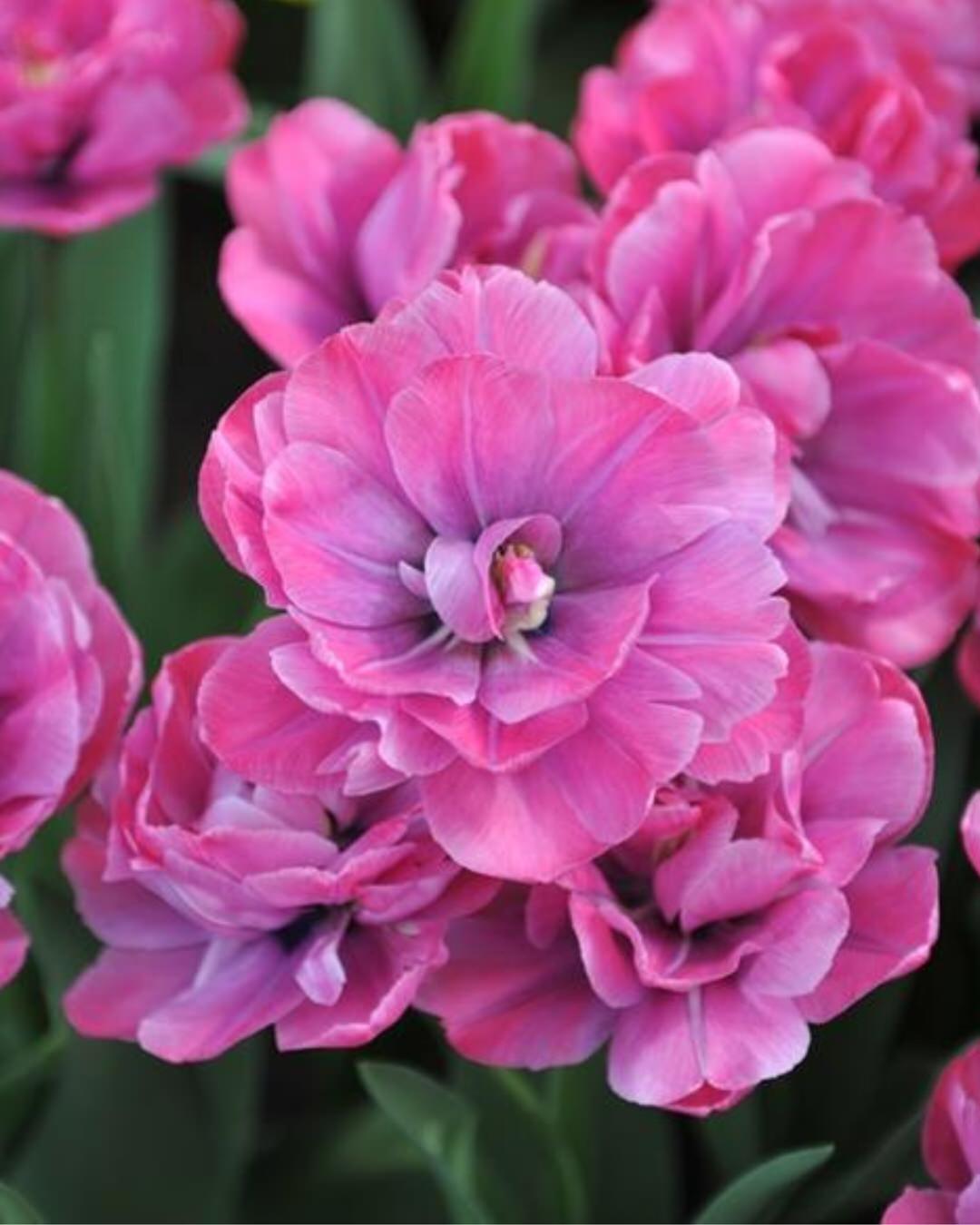 Tulip 'Rosy Diamond'