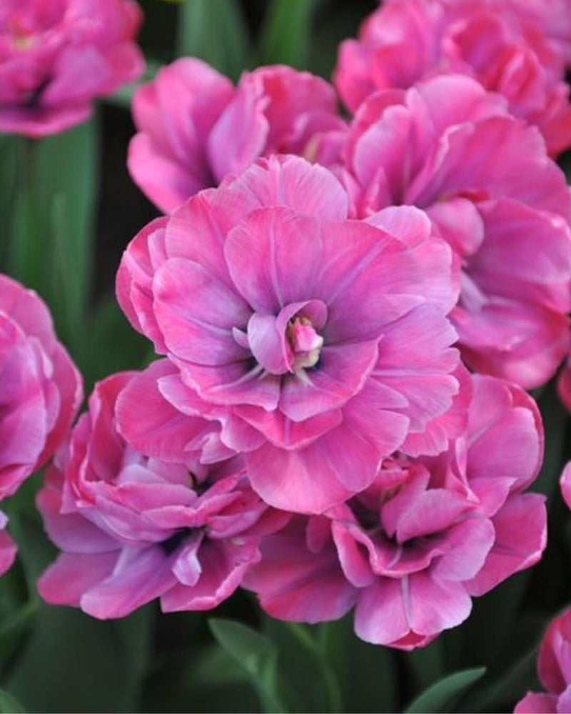 Tulip 'Rosy Diamond'