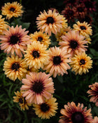 Rudbeckia Sahara Seeds