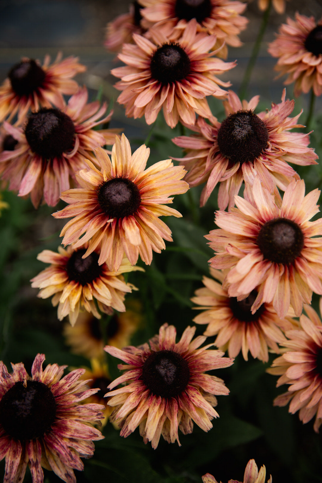Rudbeckia Sahara Seeds