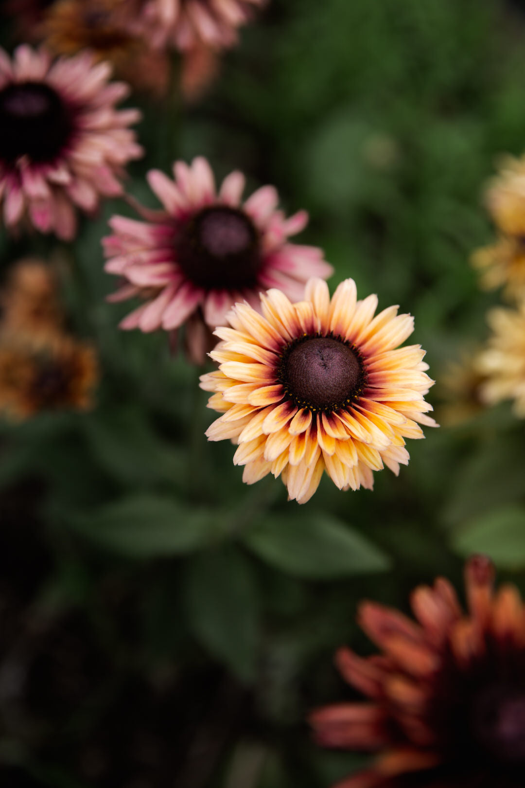 Rudbeckia Sahara Seeds