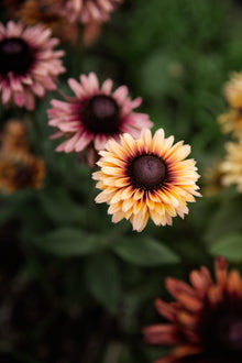 Rudbeckia Sahara Seeds