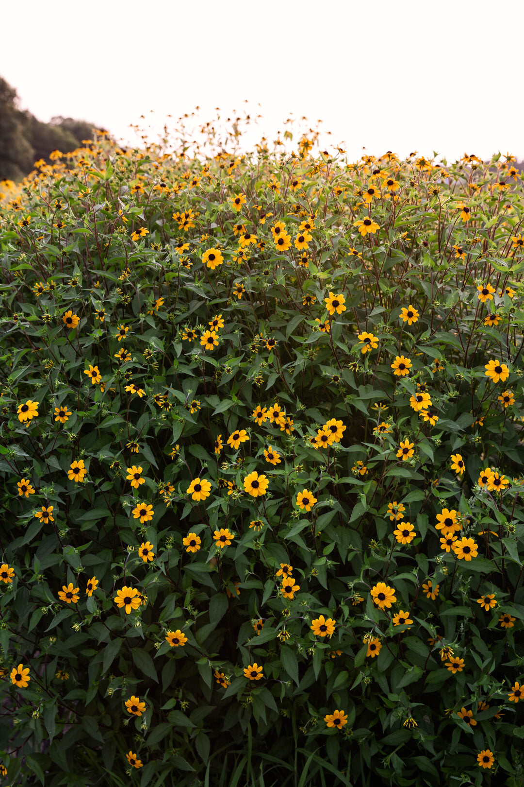 Rudbeckia Triloba Seeds