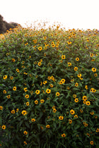 Rudbeckia Triloba Seeds