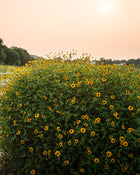 Rudbeckia Triloba Seeds