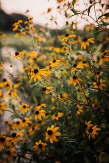 Rudbeckia Triloba Seeds