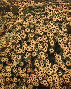 Rudbeckia Triloba Seeds