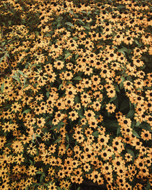 Rudbeckia Triloba Seeds