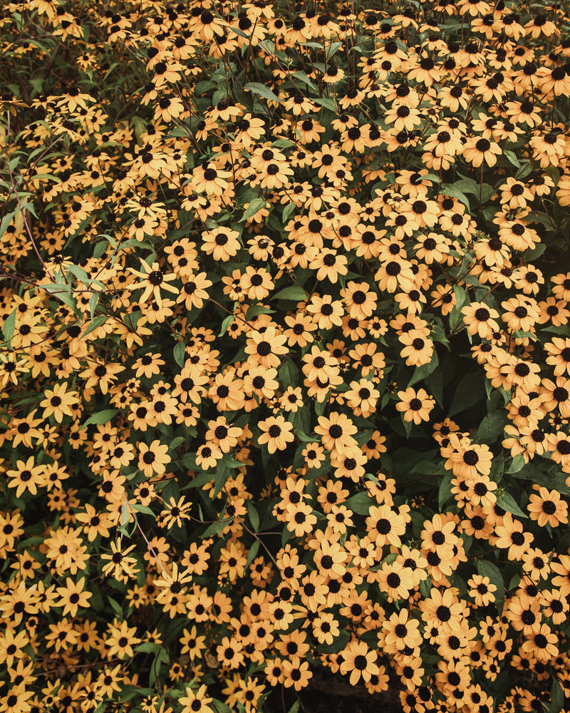 Rudbeckia Triloba Seeds