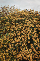Rudbeckia Triloba Seeds