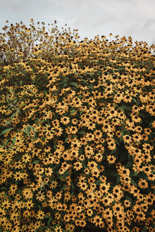 Rudbeckia Triloba Seeds