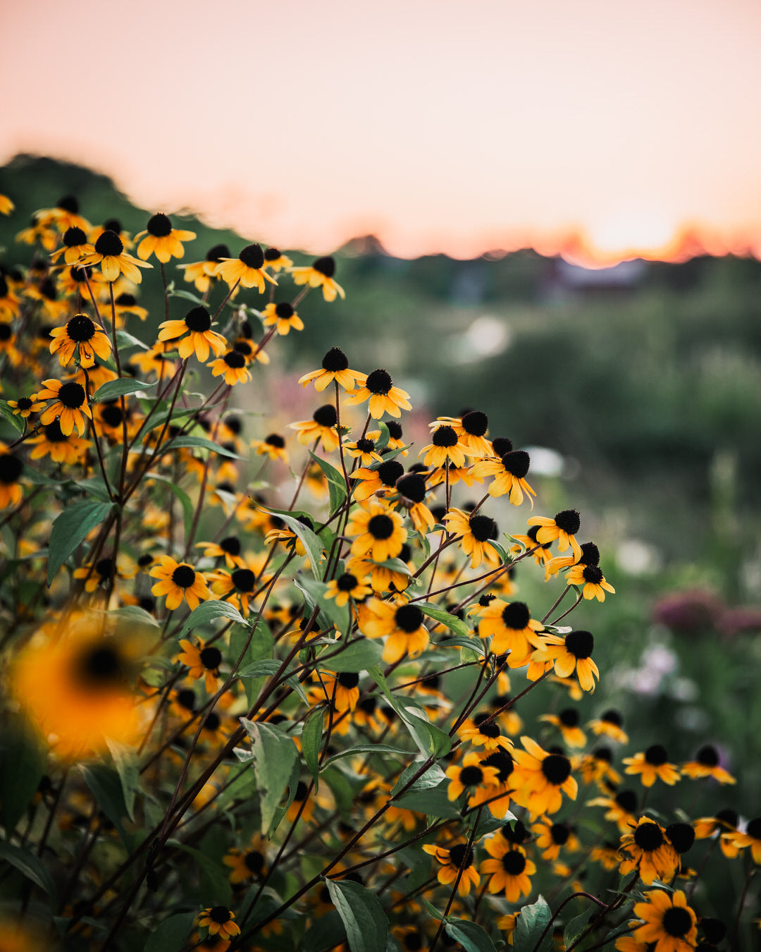 Rudbeckia triloba