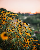 Rudbeckia triloba