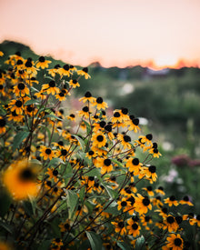 Rudbeckia triloba