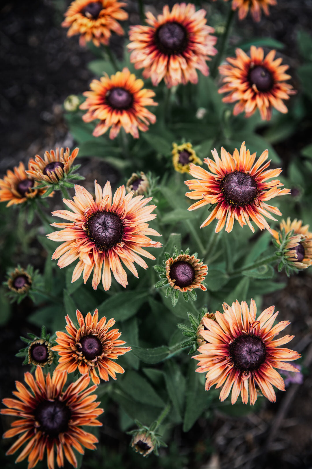 Rudbeckia Sahara Seeds