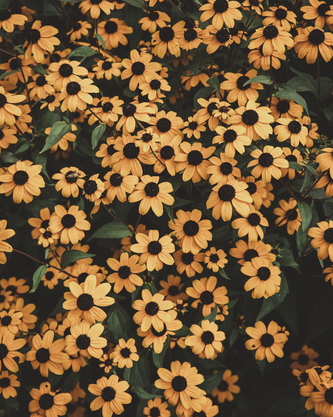 Rudbeckia Triloba Seeds