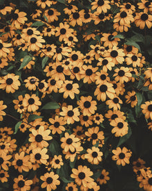 Rudbeckia Triloba Seeds