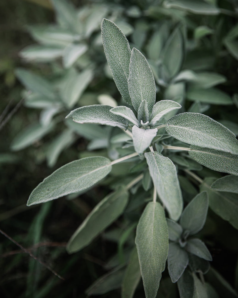 Sage, Common