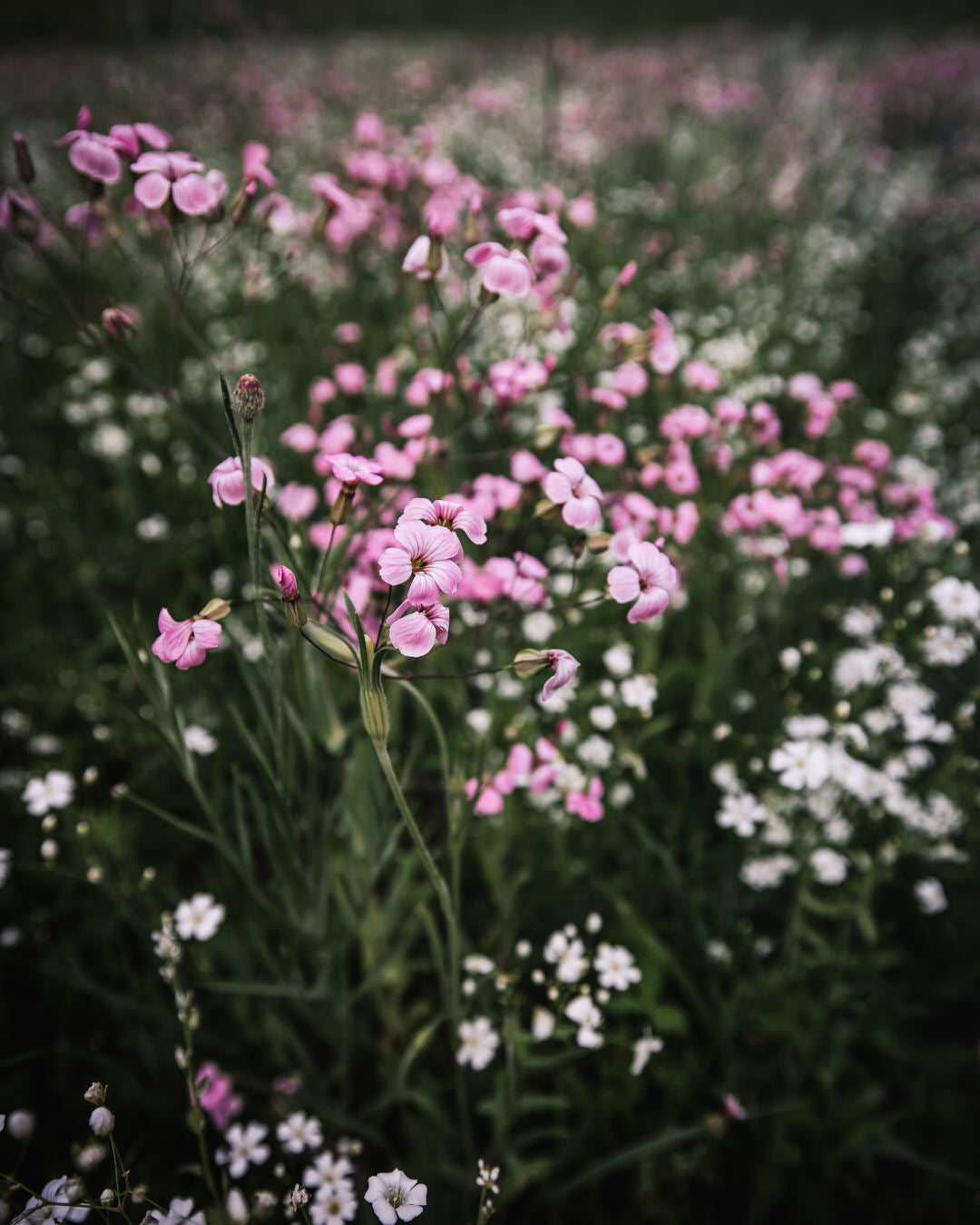 Saponaria 'Pink Beauty'
