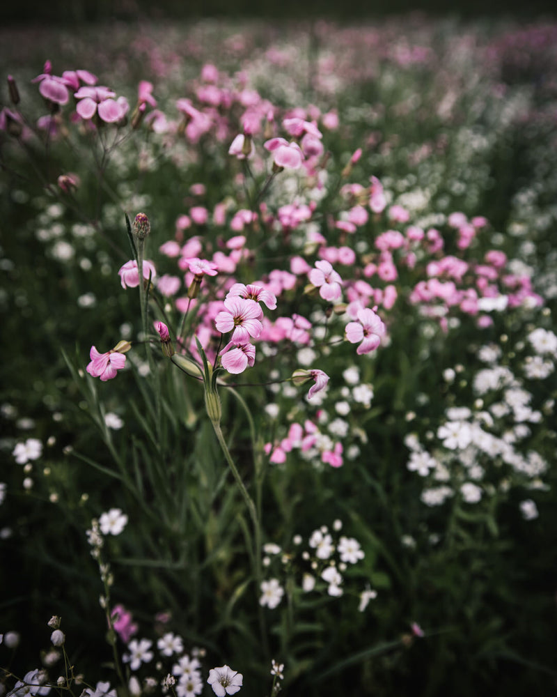 Saponaria 'Pink Beauty'