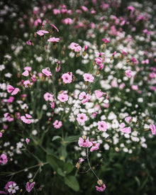 Saponaria 'Pink Beauty'