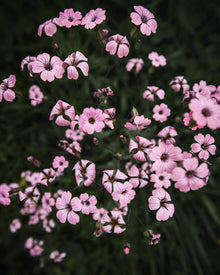 Saponaria 'Pink Beauty'