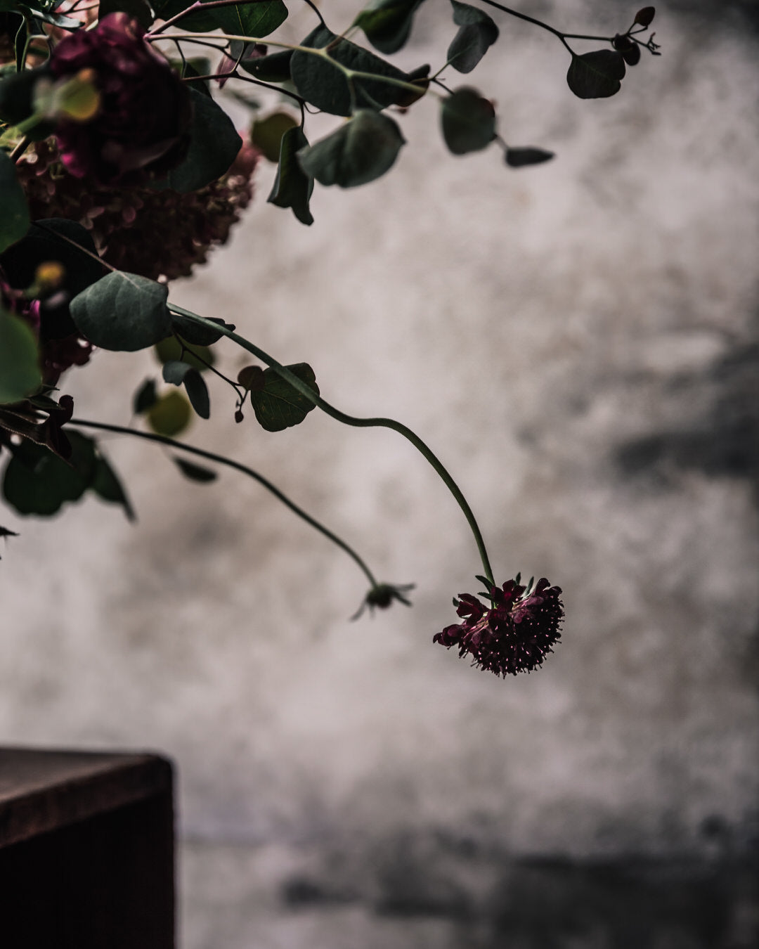 Scabiosa 'Black Knight'