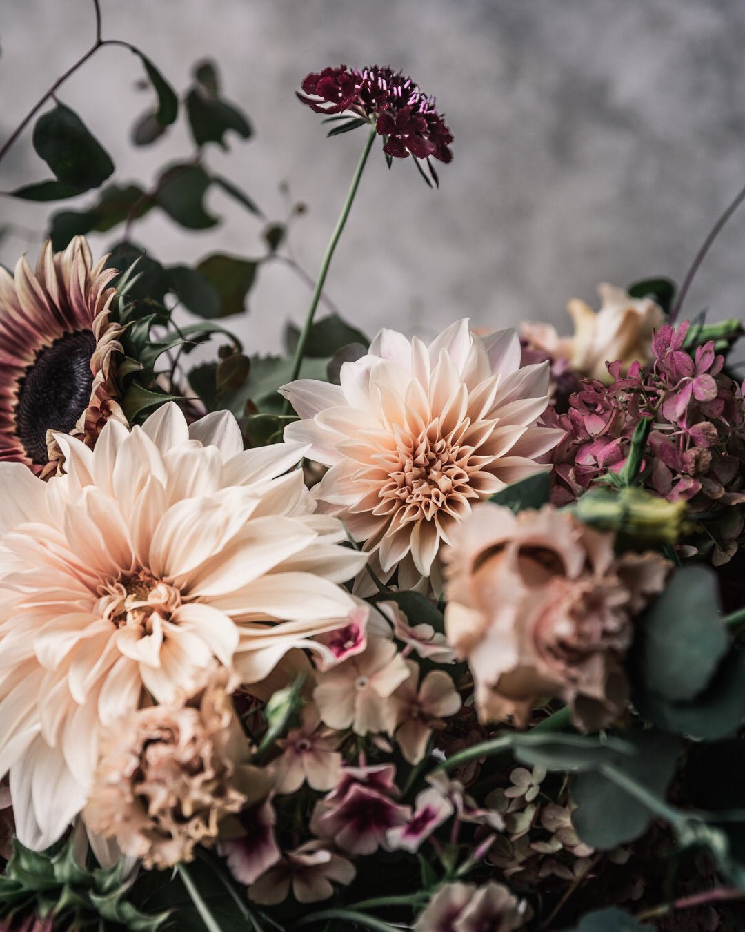 Scabiosa 'Black Knight'