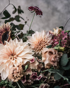 Scabiosa 'Black Knight'