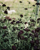 Black Knight Scabiosa Pincushion Seeds