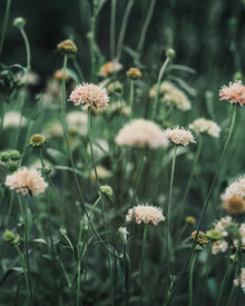 Fata Morgana Scabiosa Pincushion Seeds